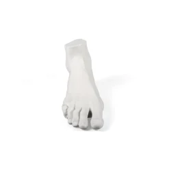 Memorabilia Mvsevm Male Foot