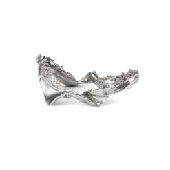 Wunderkammer Shark Jaw